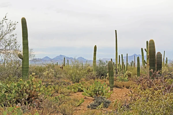 Vegetation in the Sonoran Desert in Saguaro National Park — Stock Photo, Image