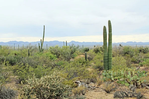 Vegetação no Deserto de Sonora no Parque Nacional de Saguaro — Fotografia de Stock