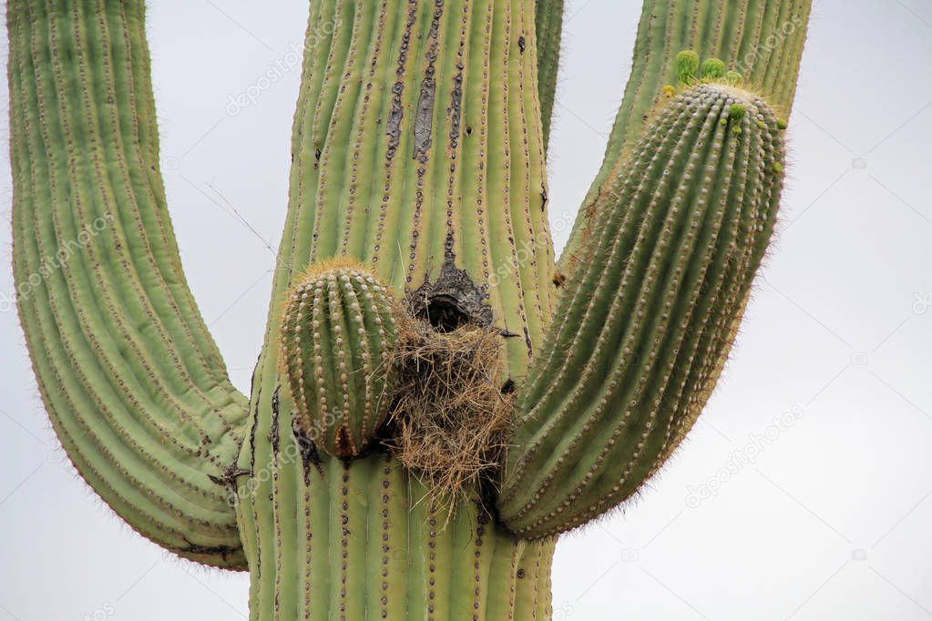 Bird Nest in a Saguaro Cactus Against White Sky