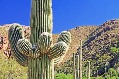 Saguaro kaktüsü arka planda Mount Lemmon ile