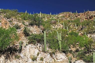 Saguaro kaktüsü Mt. Lemmon üzerinde kayalık bir tepe üzerinde