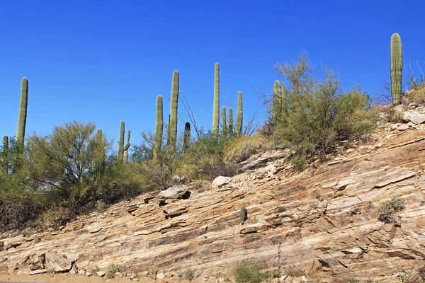 Saguaro Cactus on a Rocky Hill on Mt. Lemmon — Stock Photo, Image