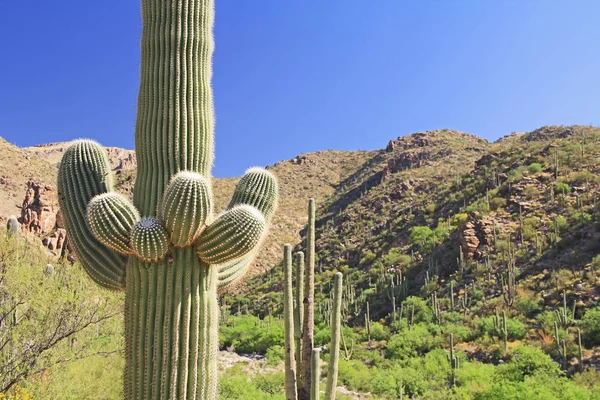 Saguaro Cactus with Mount Lemmon in the Background — Stock Photo, Image