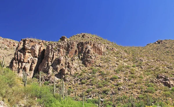Berg von saguaro auf dem zitronenberg in tucson arizona — Stockfoto