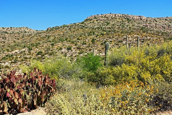 Hegyi Saguaro a Mount Lemmon Tucson Arizona — Stock Fotó