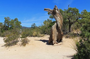 Rüzgarlı noktası Vista Mt. Lemmon üzerinde ölü ağaçlar