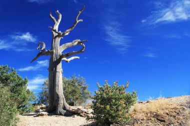 Rüzgarlı noktası Vista Mt. Lemmon üzerinde ölü ağaçlar