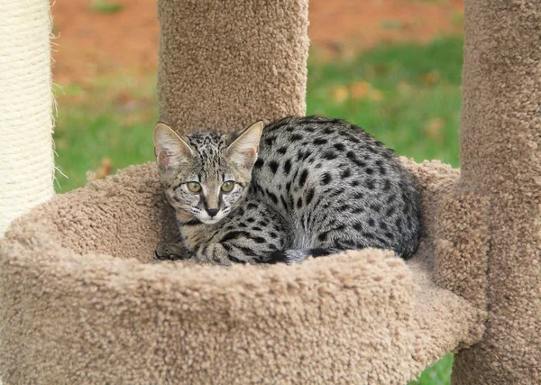 Serval Savannah Kitten — Stock Photo, Image