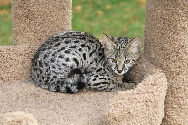 Serval Savannah Kitten — Stock Photo, Image