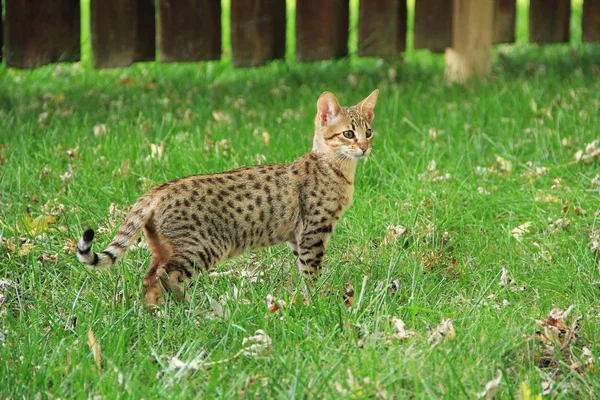 Serval Savannah Kitten — Stock Photo, Image