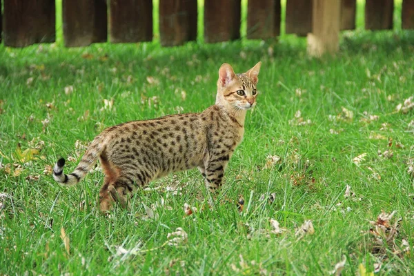 Serval Savannah yavru kedi