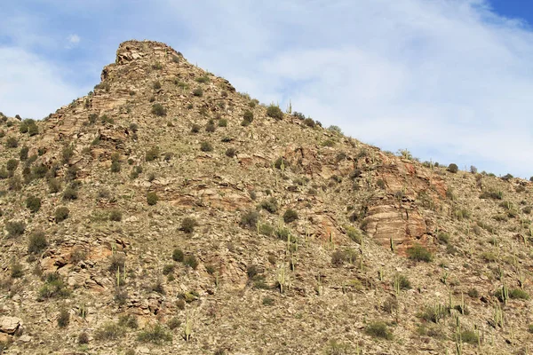 Dağ Saguaro Mount Lemmon Tucson Arizona üzerinde — Stok fotoğraf