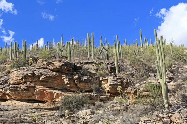 Saguaro Kaktus auf einem felsigen Hügel auf mt. Lemon — Stockfoto