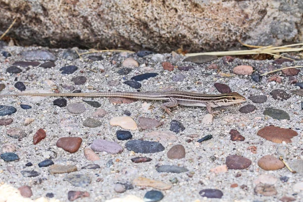 Arizona Lizard Camouflaged in Rocks — Stock Photo, Image