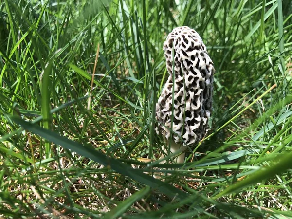 Morel Mushroom in a Green Grassy Yard