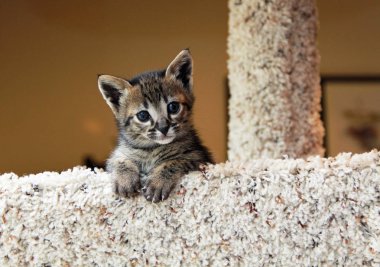 Şirin benekli ve şeritli yerli Serval Savannah yavru kedi kedi ağaç.