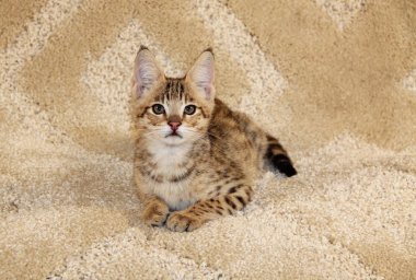 Güzel lekeli ve yerli F1 Serval Savannah yavru çizgili.