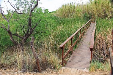 Las Lagunas de Anza sulak Nogales, Arizona yakınlarında köprü boardwalk görünümünü.