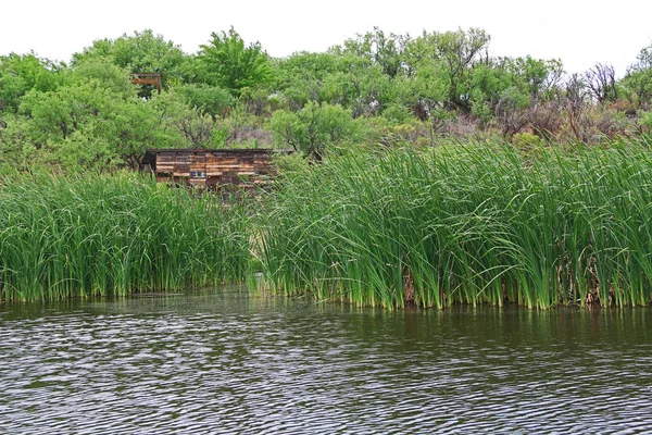 Blick Auf Die Ente Blind Neben Dem Rohrkolben Gesäumten Teich — Stockfoto