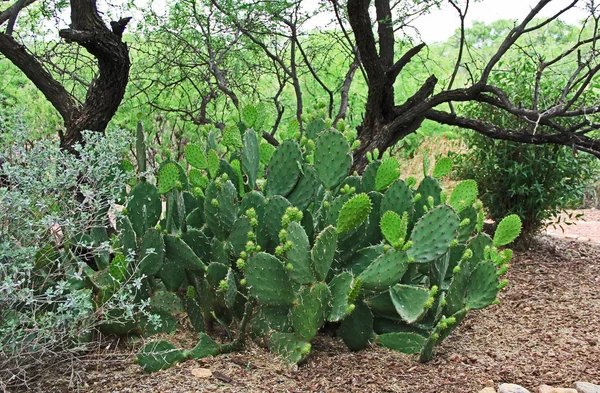 Well Preserved Prickly Pear Cactus Las Lagunas Anza Wetlands Nogales — Stock Photo, Image