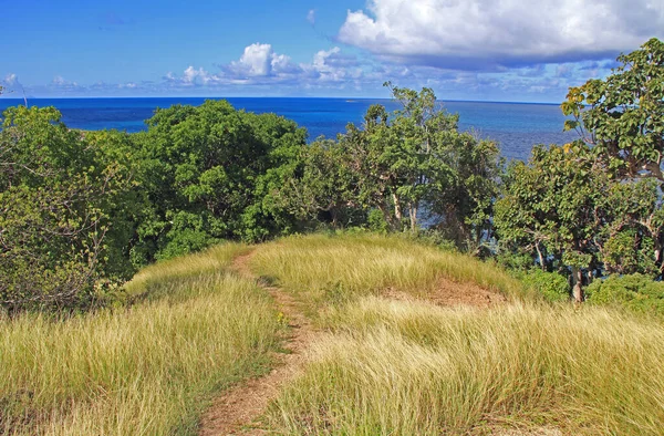 Περπάτημα Μονοπάτι Μεταξύ Δηλητηριώδη Δέντρα Manchineel Νησιά Χερσόνησο Old Fort — Φωτογραφία Αρχείου