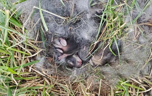 Nest Newborn Wild Rabbits Grassy Yard Illinois — Stock Photo, Image