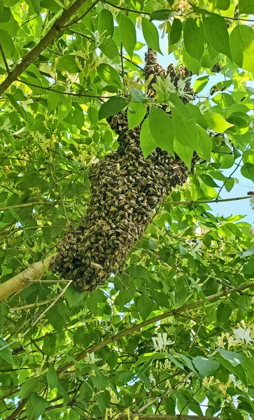New Colony Honey Bees Swarming Tree Limb Honeysuckle — Stock Photo, Image