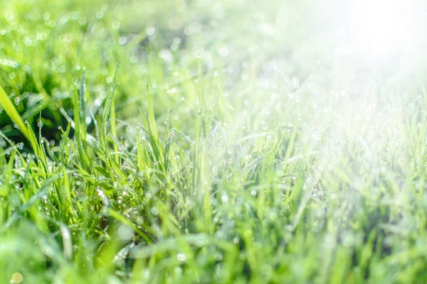 Трава і роса на сонячному світлі — стокове фото