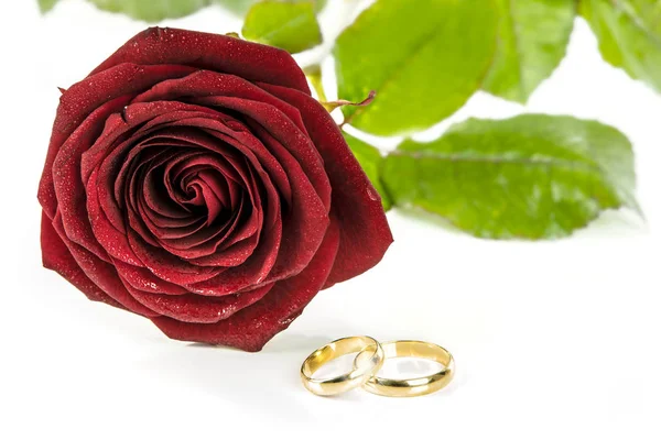Rosa vermelha e duas alianças de casamento — Fotografia de Stock