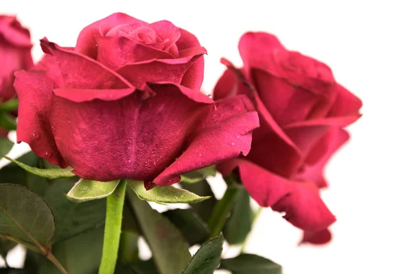 Buquê de rosas — Fotografia de Stock