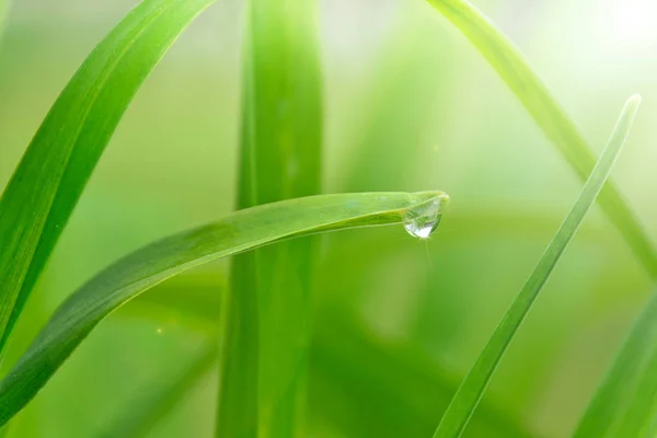 Tautropfen auf einem Blatt — Stockfoto