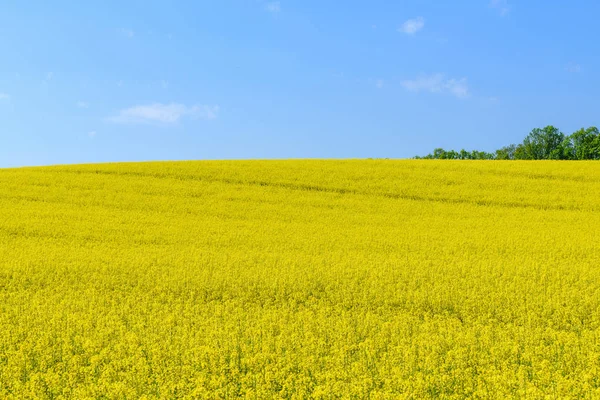 Campo de canola florescente — Fotografia de Stock