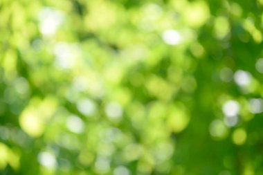 Güzel yeşil Mevsimlik arka plan