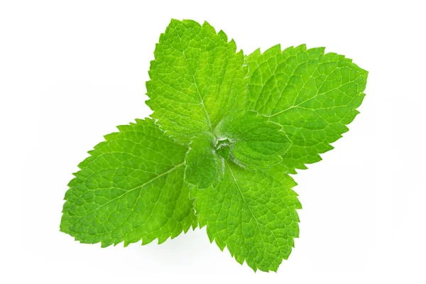 Perfect mint leaves — Stock Photo, Image