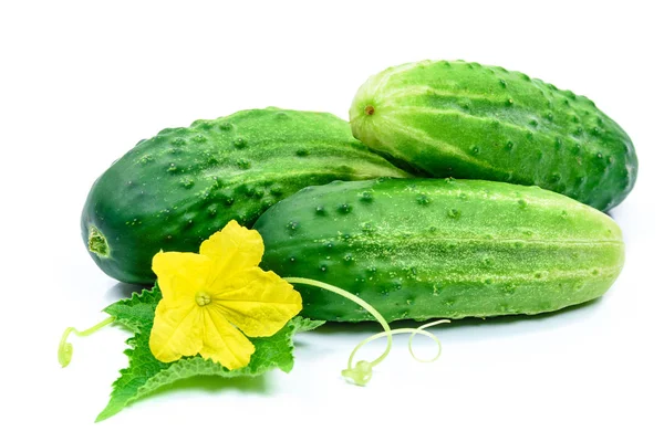 Vers en smakelijk komkommers — Stockfoto