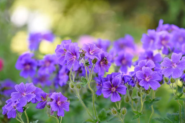 束盛开的天竺葵和蜜蜂 — 图库照片