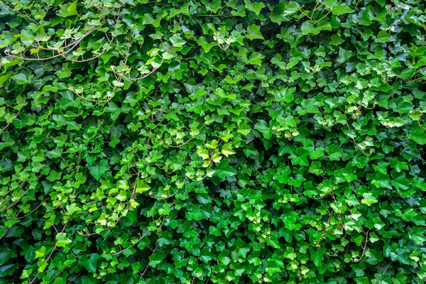 Hiedra verde hojas de fondo — Foto de Stock