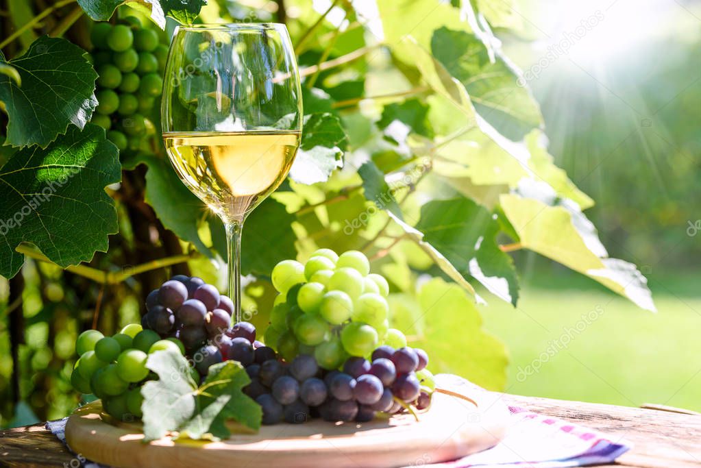 Wine and fresh grapes in a rustic vineyard
