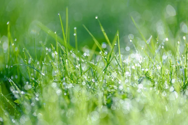 Morgentau auf dem grünen Gras — Stockfoto