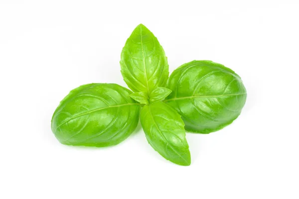 Folhas de manjericão verde fresco — Fotografia de Stock