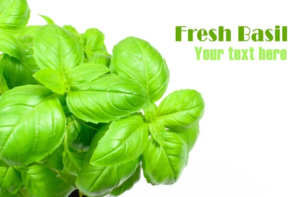 Fresh green basil leaves — Stock Photo, Image