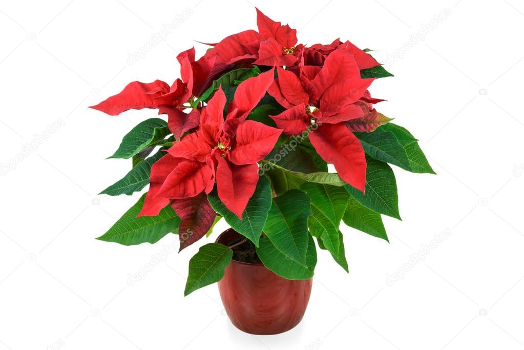 Red Christmas Poinsettia