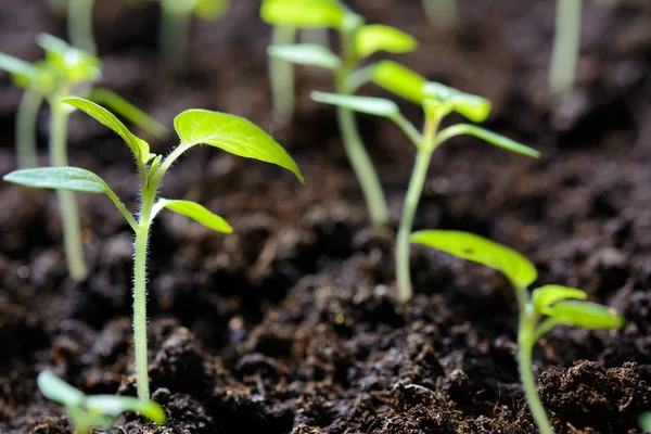 Zaailingen van jonge planten — Stockfoto