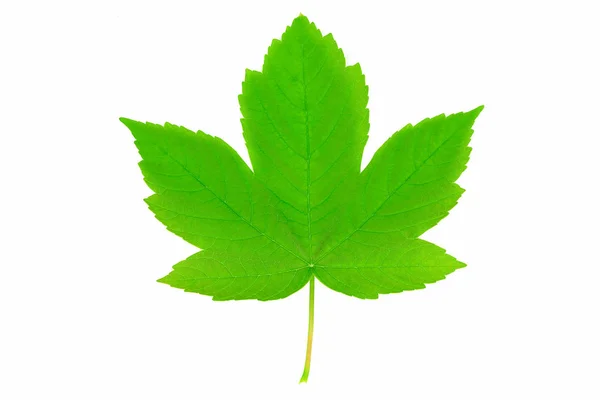 Perfect sycamore maple leaf — Stock Photo, Image