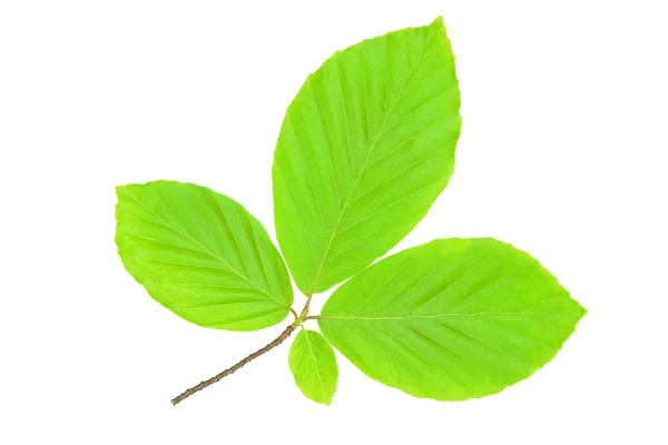 완벽 한 무속 잎 — 스톡 사진