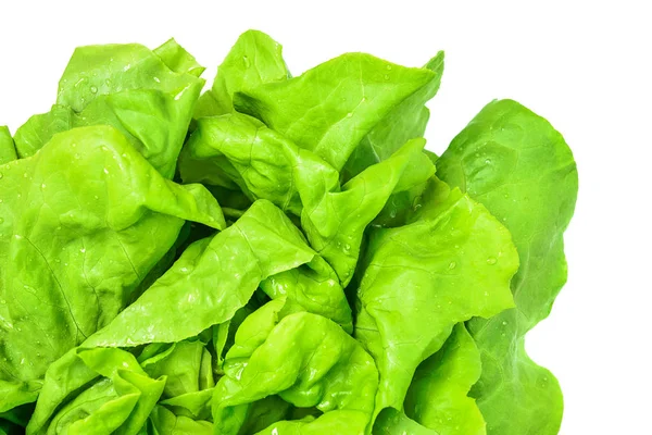 Islak yeşil salata — Stok fotoğraf