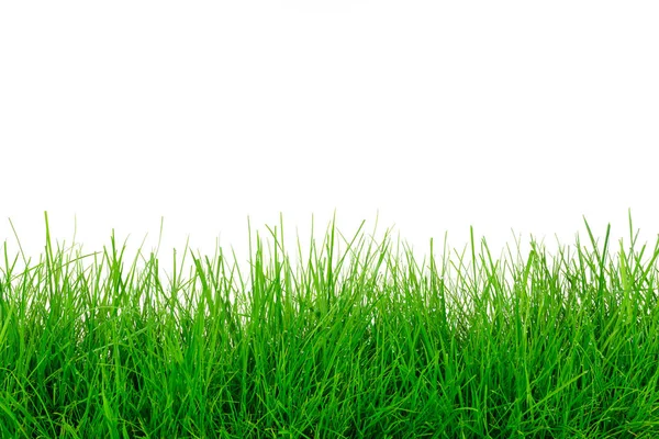 Зелена трава шаблон — стокове фото