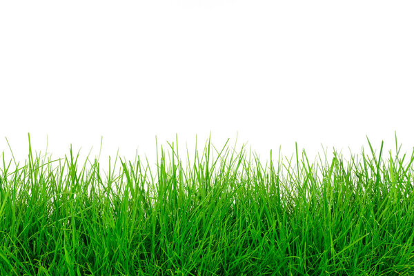 Green grass template