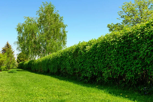 Hedge in the garden — Stock Photo, Image