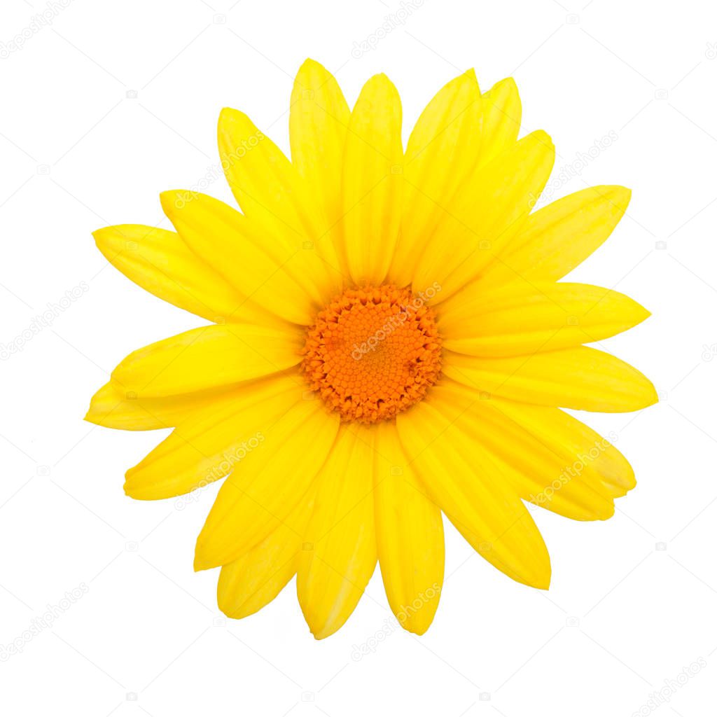 Yellow daisy flower 